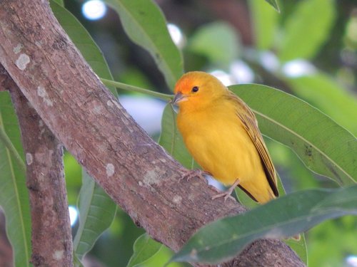 canary  nature  birdie