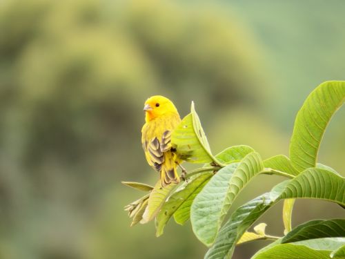 canary bird nature