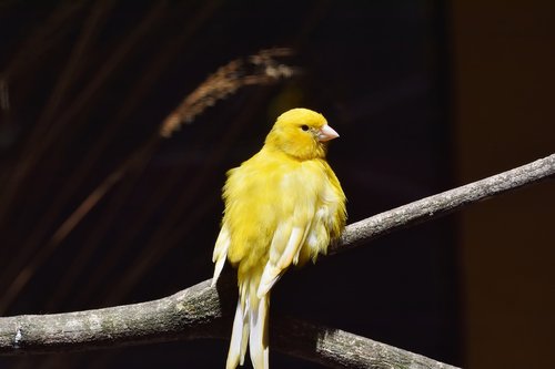 canary  songbird  bird