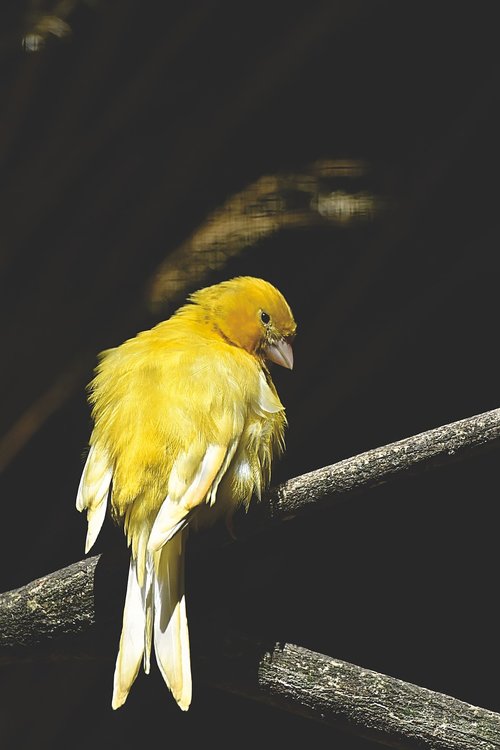 canary  songbird  bird