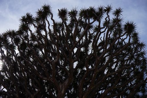 canary island dragon tree dragon tree dracaena draco