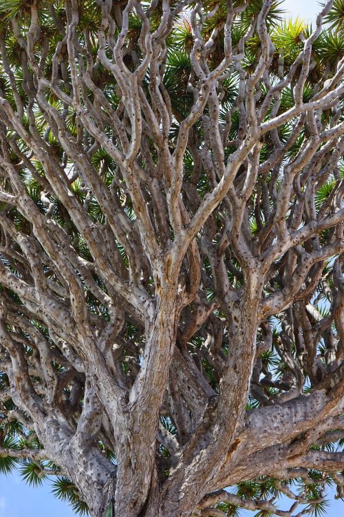 canary island dragon tree dragon tree dracaena draco
