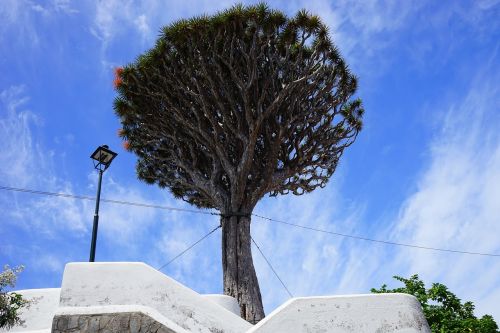 canary island dragon tree support tethers