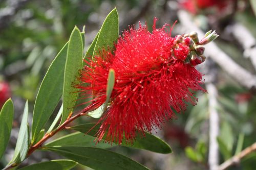 canary islands brush flowers jardin canario