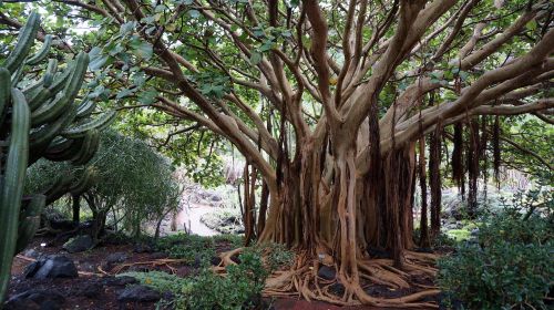 canary islands botanical garden subtropical