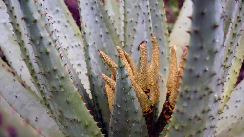 canary islands botanical garden subtropical