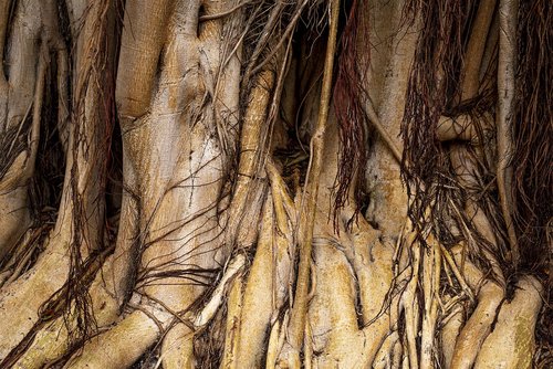 canary islands  root  ficus