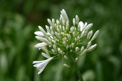 canary islands flowers nature