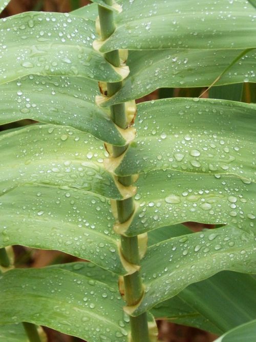 canaveral american cane wet