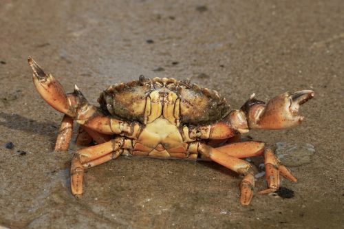 cancer crab shellfish