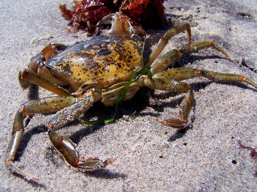 cancer  crab  baltic sea