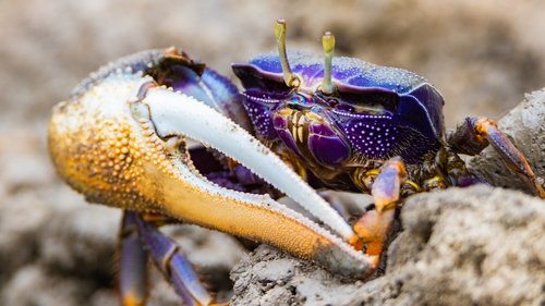 cancer  crab  sea animal