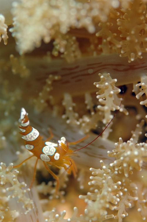 cancer underwater life sea