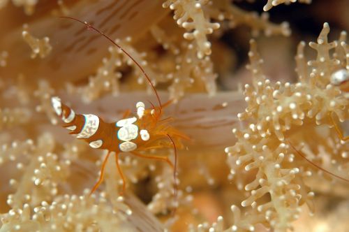cancer underwater life sea