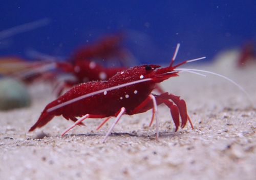 cancer crustaceans red