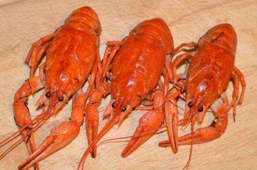 cancer boiled boiled lobster