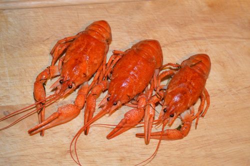 cancer boiled boiled lobster