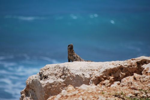 cancun reptile iguana