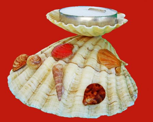 candle holders crafts shells