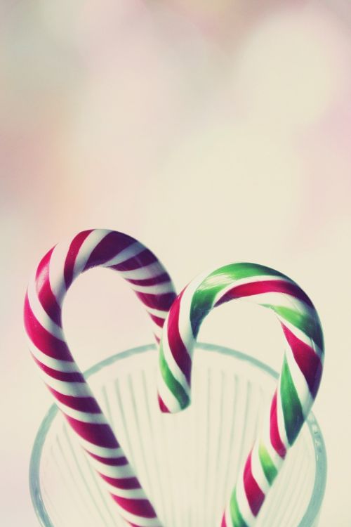 candy cane sweetness sweet
