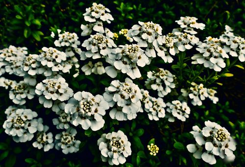 candytuft  flowers  white flowers