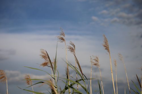 cane grass dramatic sky