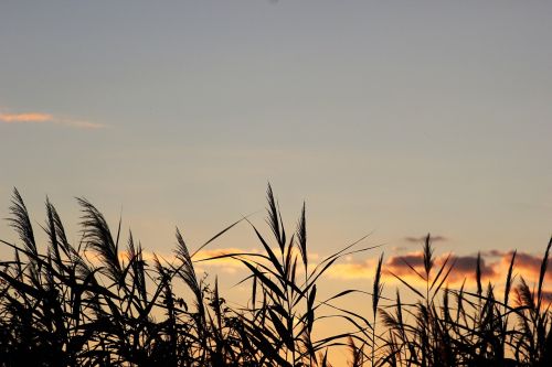 cane evening sunset