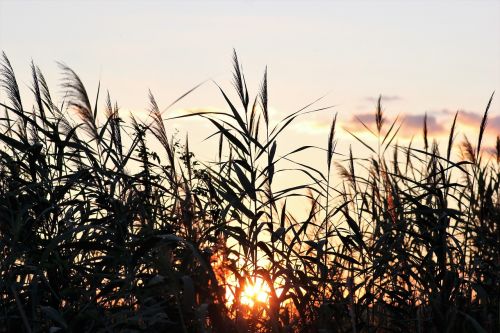 cane evening sunset