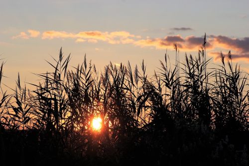 cane evening sunset