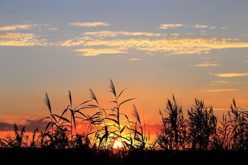 cane evening sunset