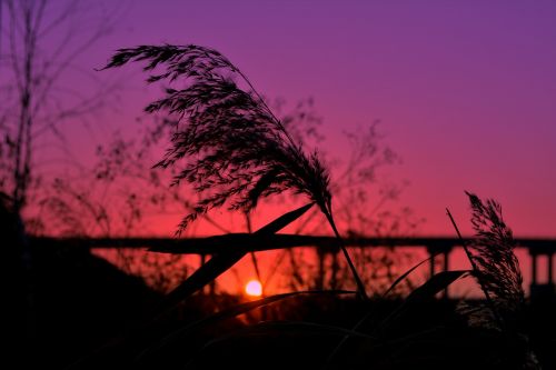 cane sunset bridge