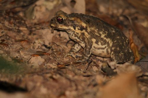 cane toad toad frog