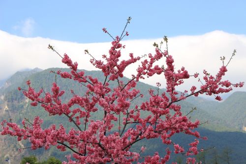 cangshan cherry blossom spring