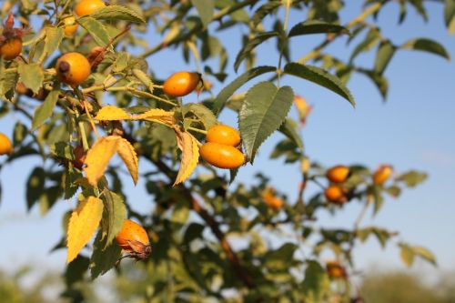 canina fruits healthy