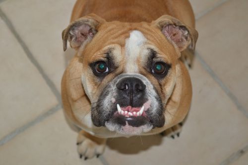 canine teeth bulldog dog