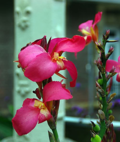 canna cannaceae red balisier