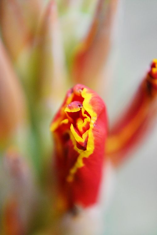 canna flower bud flower