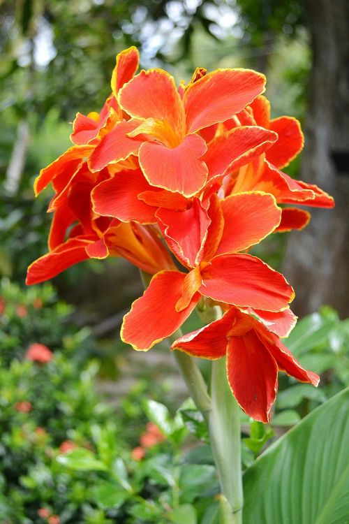 canna red flowers flower