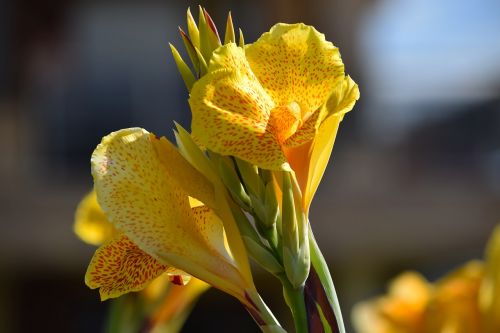 canna blossom bloom