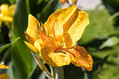 canna  flower  plant