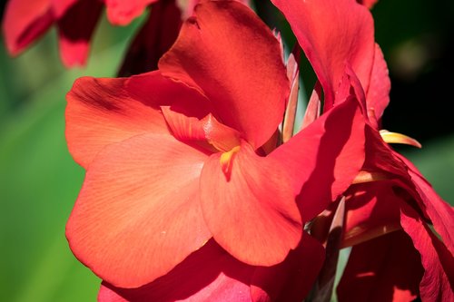 canna  flower  plant