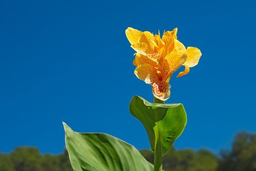 canna  flower  yellow