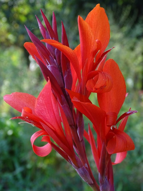 canna  heliconia bihai  flower