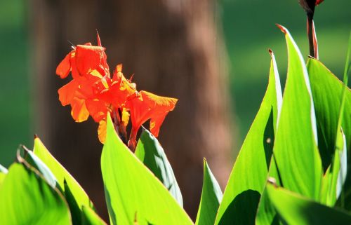 Canna And Leaves In The Light