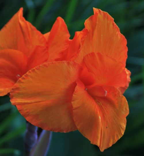 canna flower flower orange