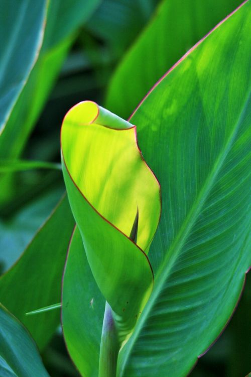 Canna Leaf In The Light