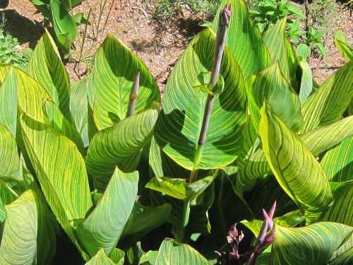 Canna Leaves With Yellow Stripes