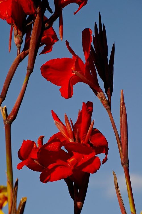 canna lilies flowers bloom