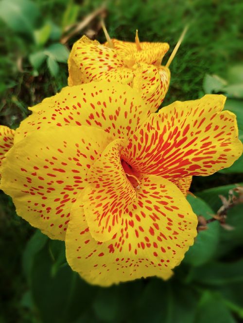 canna lily yellow flower spotted