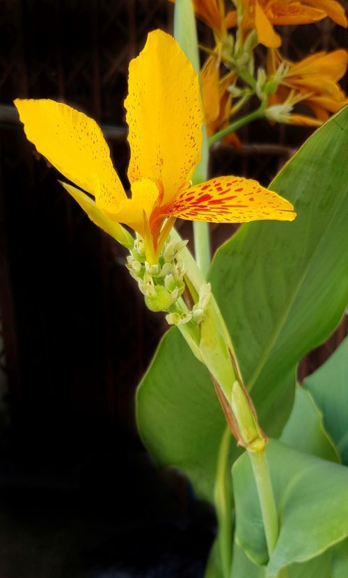 canna lily lily orange